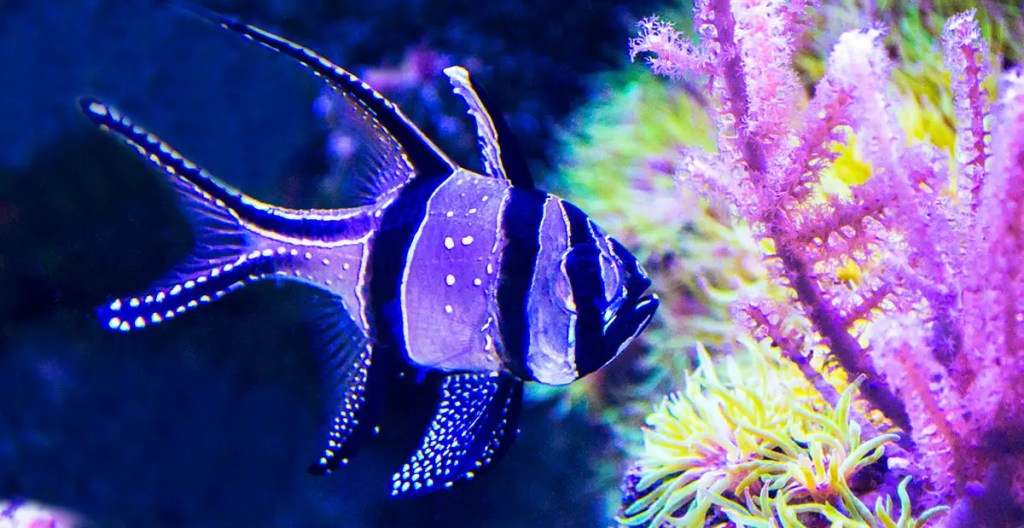 colorful fish