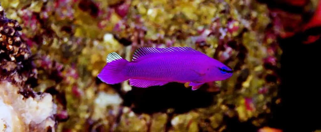 Purple-Dottyback