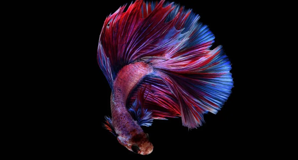 betta