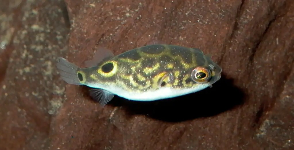 puffer