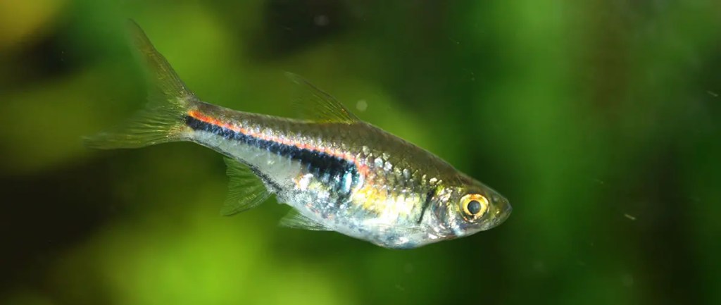 colorful fish