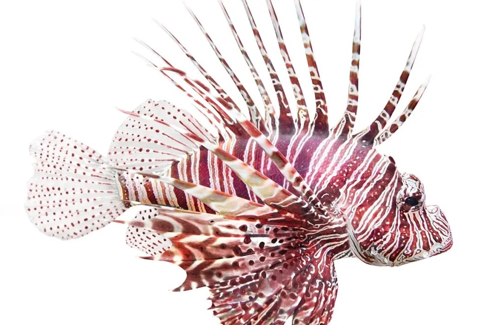 lionfish-on-white-background