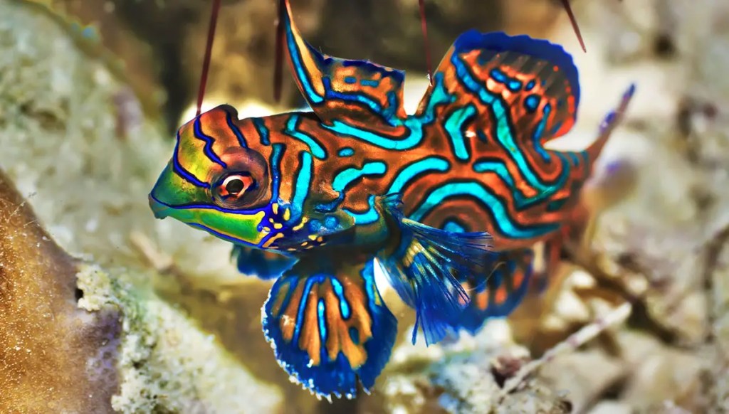 mandarin fish