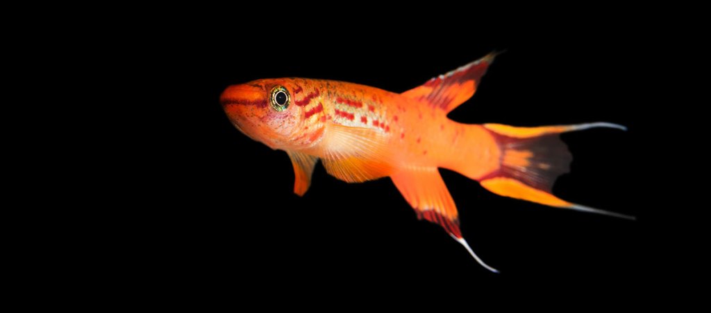 colorful fish