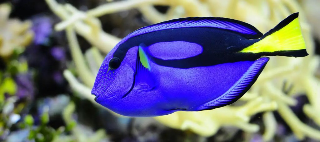 colorful fish
