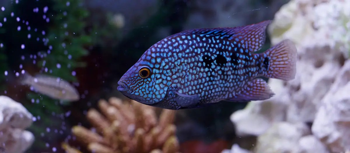 blue fish best aquarium air stone