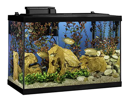 Tetra Aquarium 20 Gallon Fish Tank Kit,