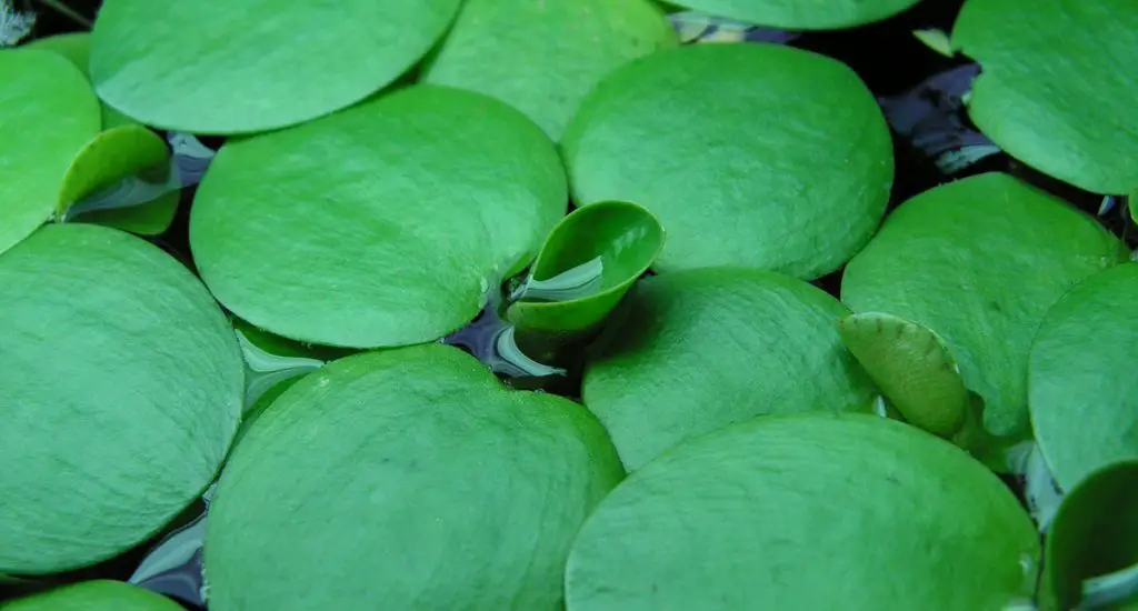 amazon frogbit