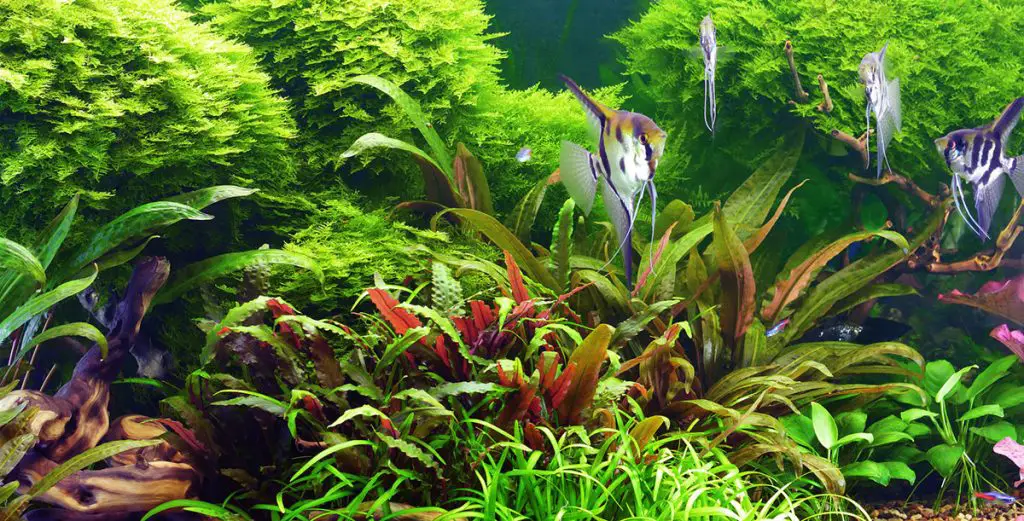angelfish in an aquarium best air pump