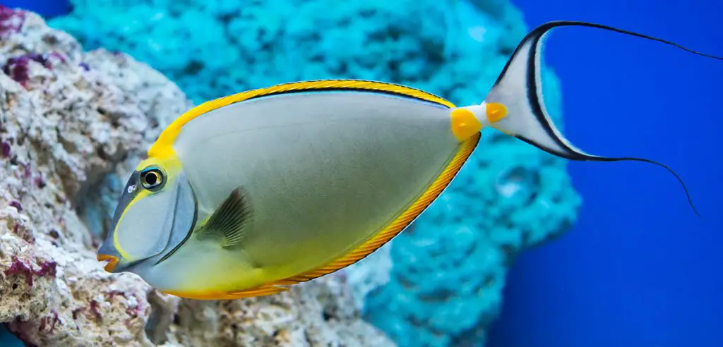 barcheek unicornfish