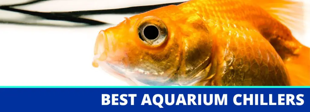 best aquarium chiller header