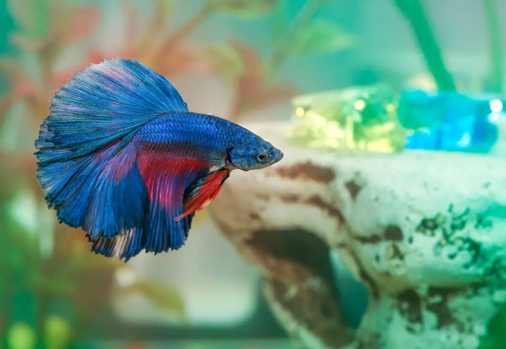 best betta tank mates