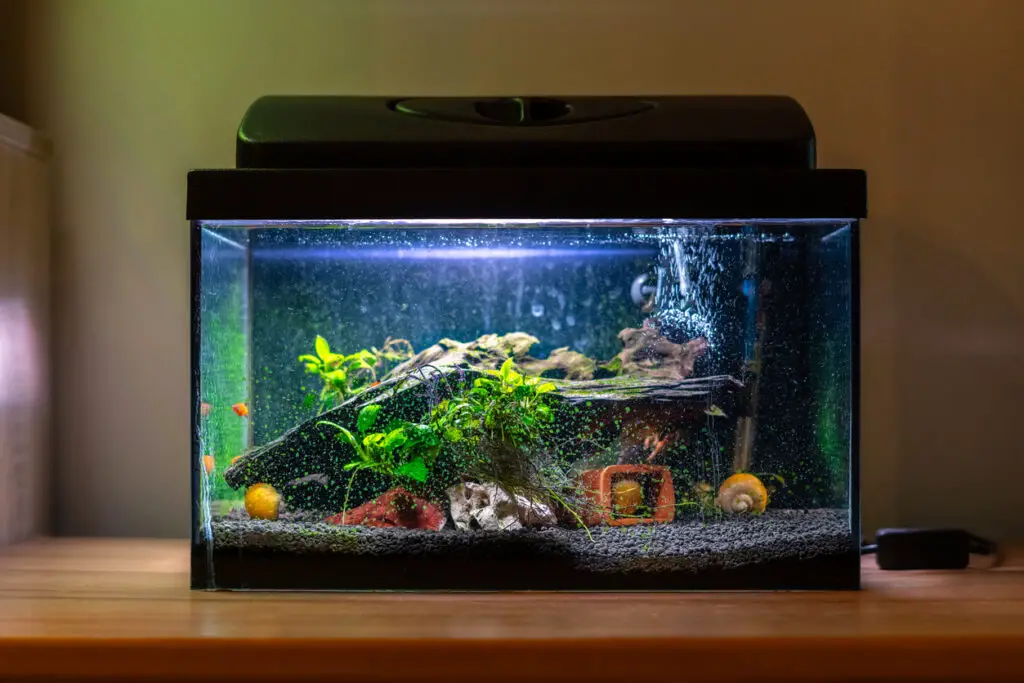 best fish tank