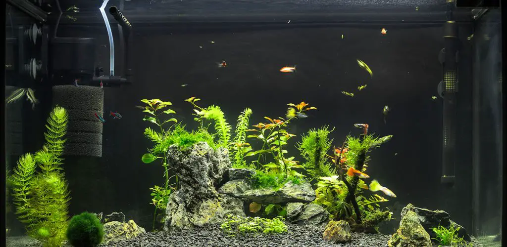best fish tank filter