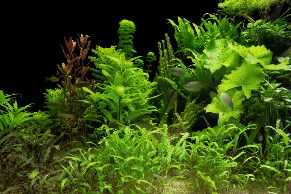 best floating aquarium plants