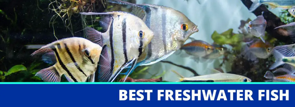 best freshwater fish for beginners header