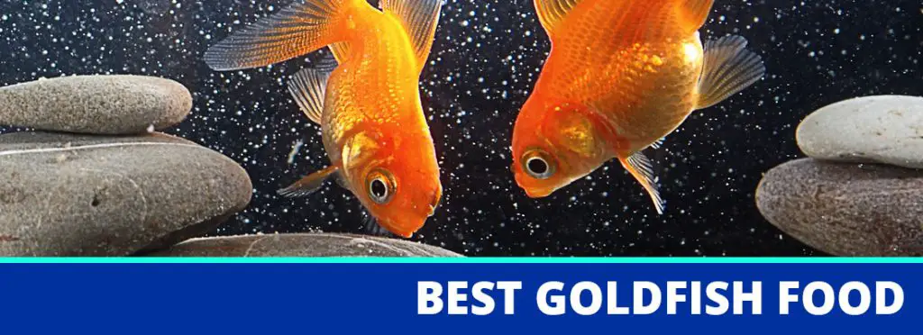 best goldfish food header