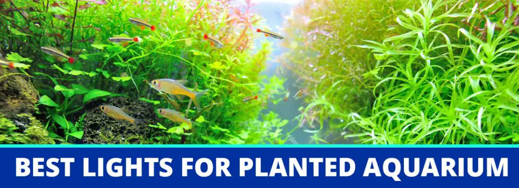best lights planted aquarium header