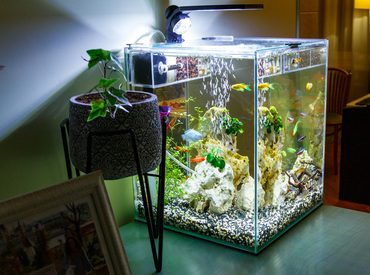 Best Nano Reef Tanks Top 6 Options With Reviews for Small Fish & Reefs
