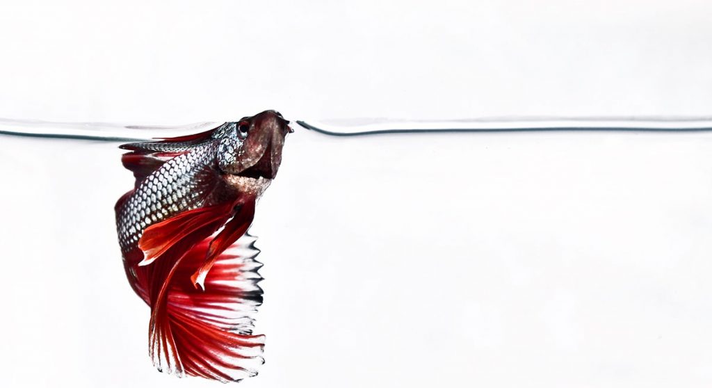 betta fish coming up for air on white background