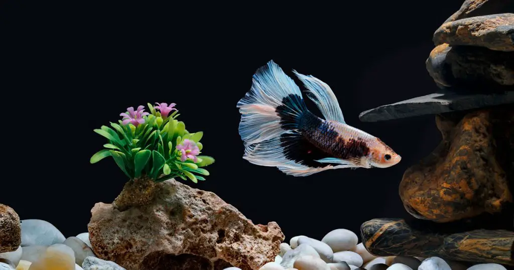betta fish in a clean aquarium best canister filter