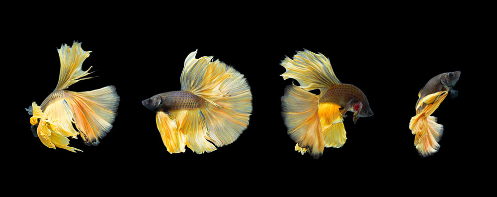 betta fish name fish on black background