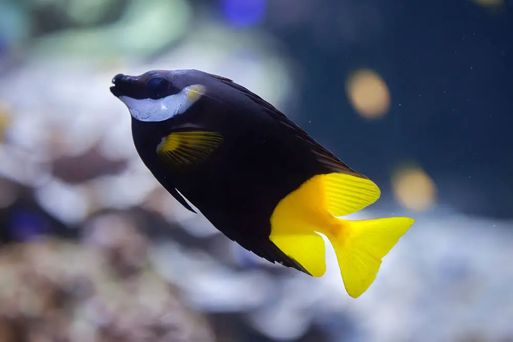 black fish names black and yellow fish