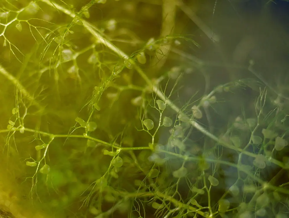 bladderwort