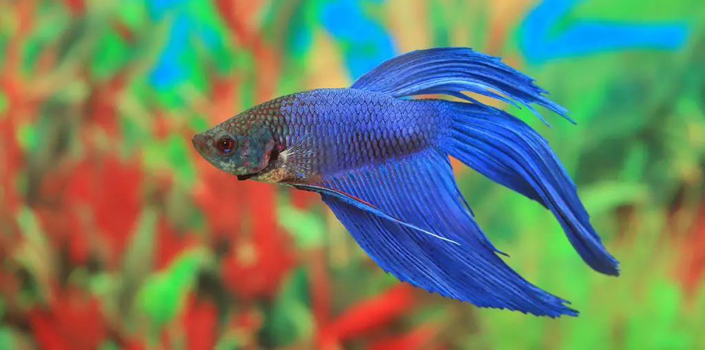 blue betta fish in aquarium best betta tank mates