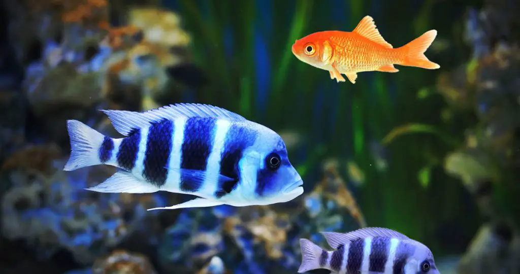 blue fish with goldfish best fish tank powerhead