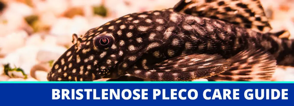 bristlenose pleco care header