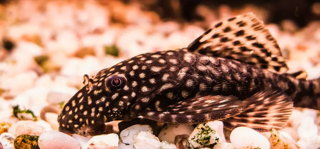 bristlenose pleco fish on the bottom of a tank