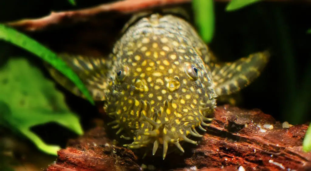 bristlenose pleco front facing