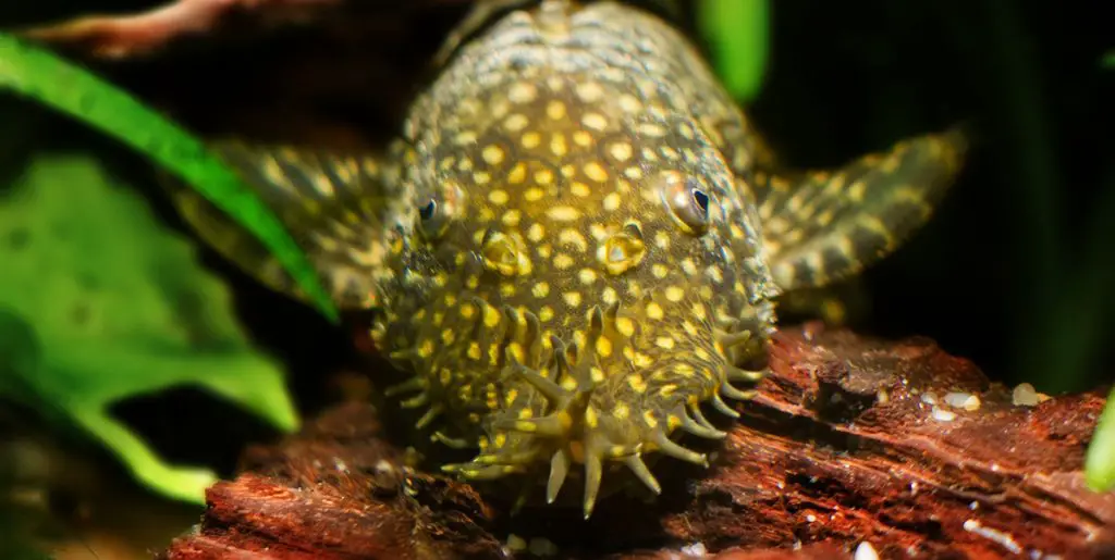 bushynose catfish pleco freshwater fish