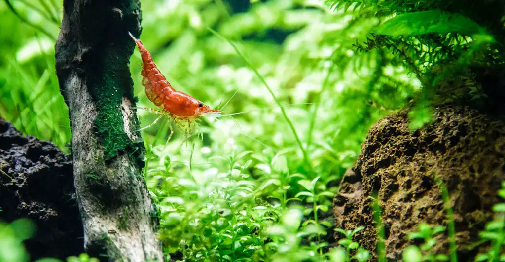 cherry shrimp care guide