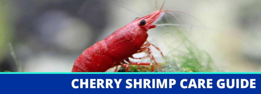 cherry shrimp care guide header
