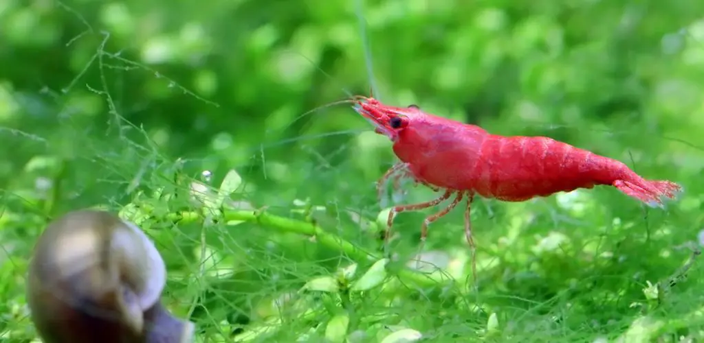 cherry shrimp guide