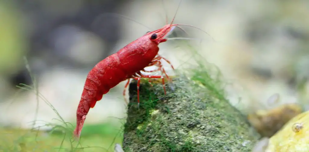 cherry shrimp on a rock in aquarium