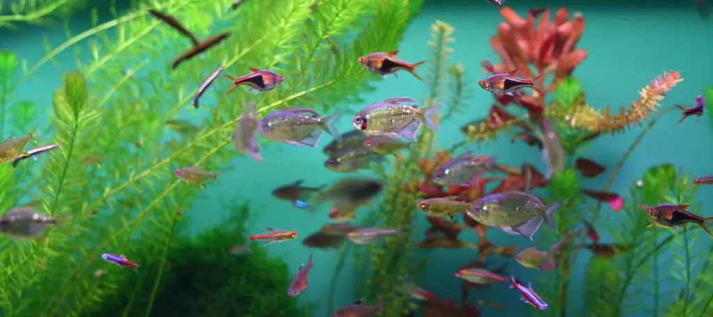 clean aquarium with lots of fish
