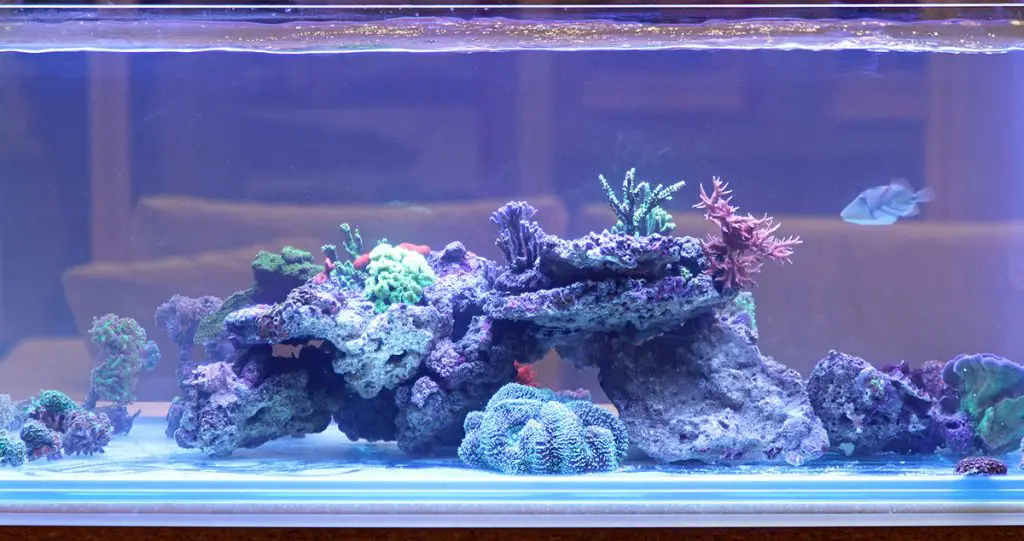 clean fish tank with blue hue