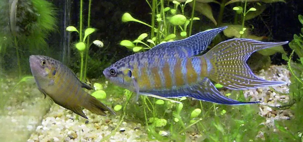 coldwater paradise fish best aquarium chiller