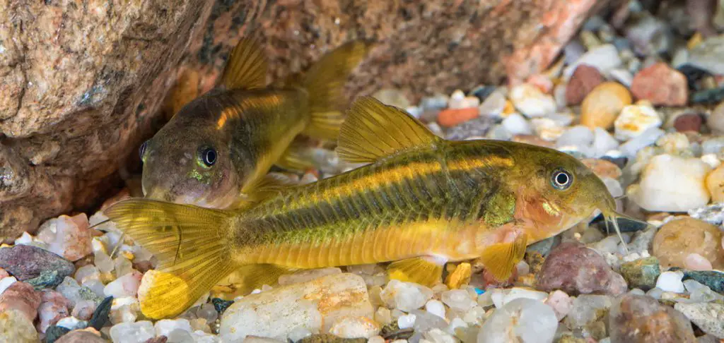 cory catfish betta tank mate