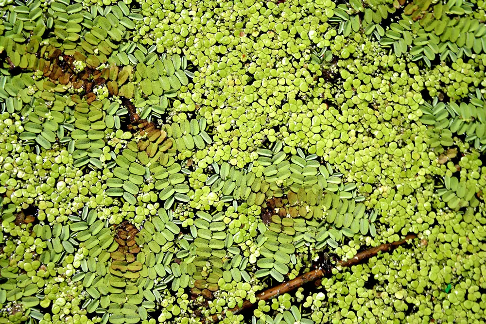 duckweed