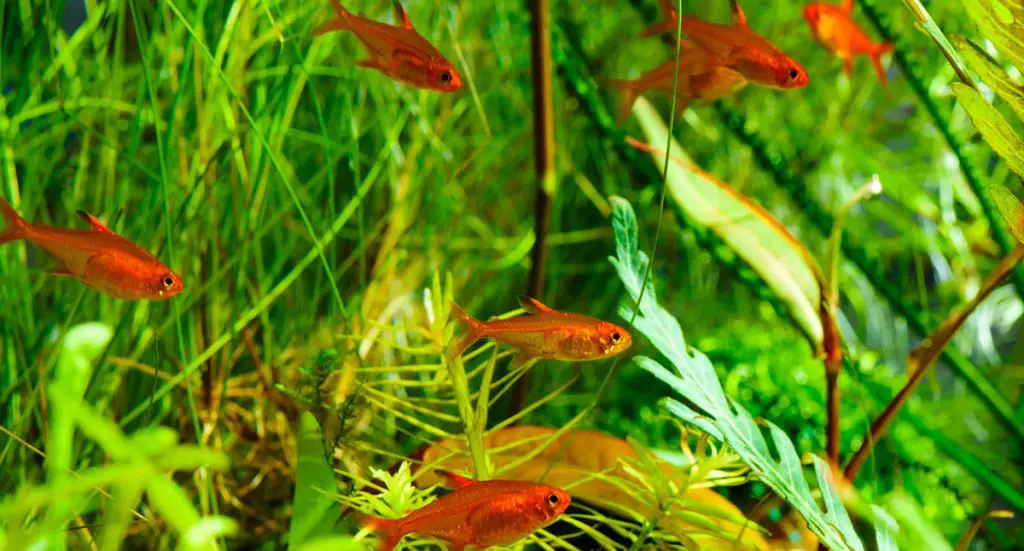 ember tetra betta tank mates