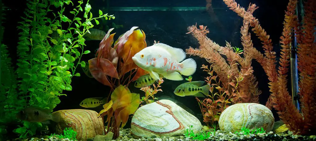 fish in a clean aquarium best canister filter