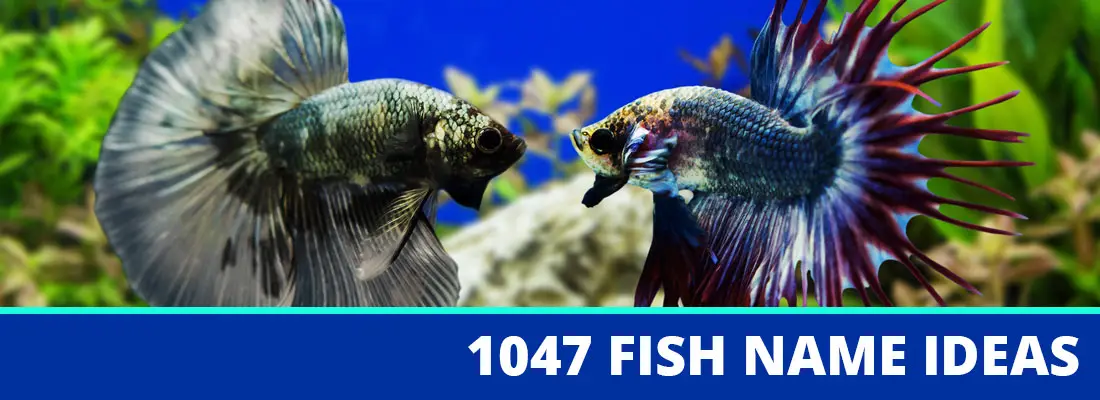 The Best Fish Names Of 2019 For Bettas Guppies Goldfish And More
