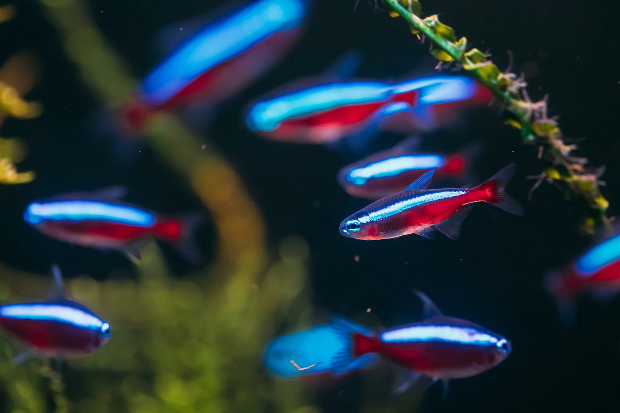 1,800+ of the Best Pet Fish Names The Ultimate Guide