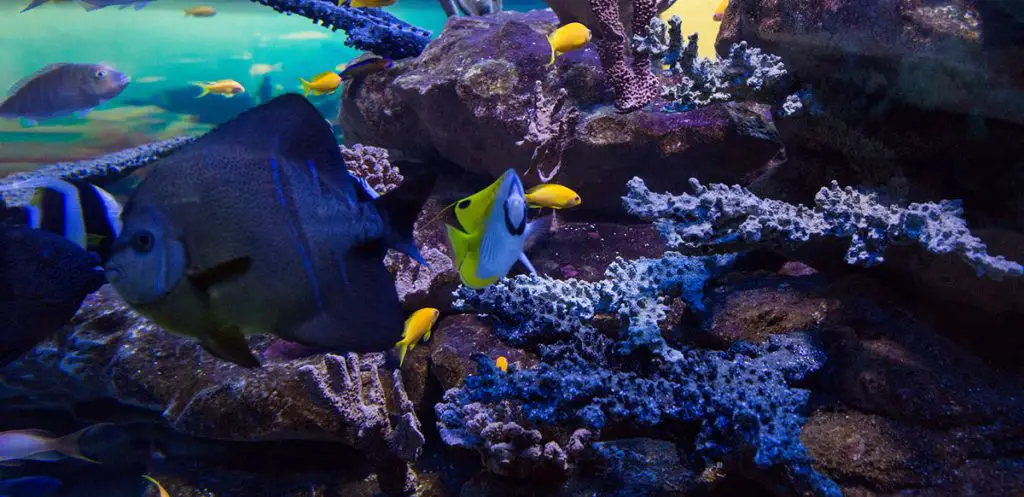 fish swimming in a reef tank with lighting