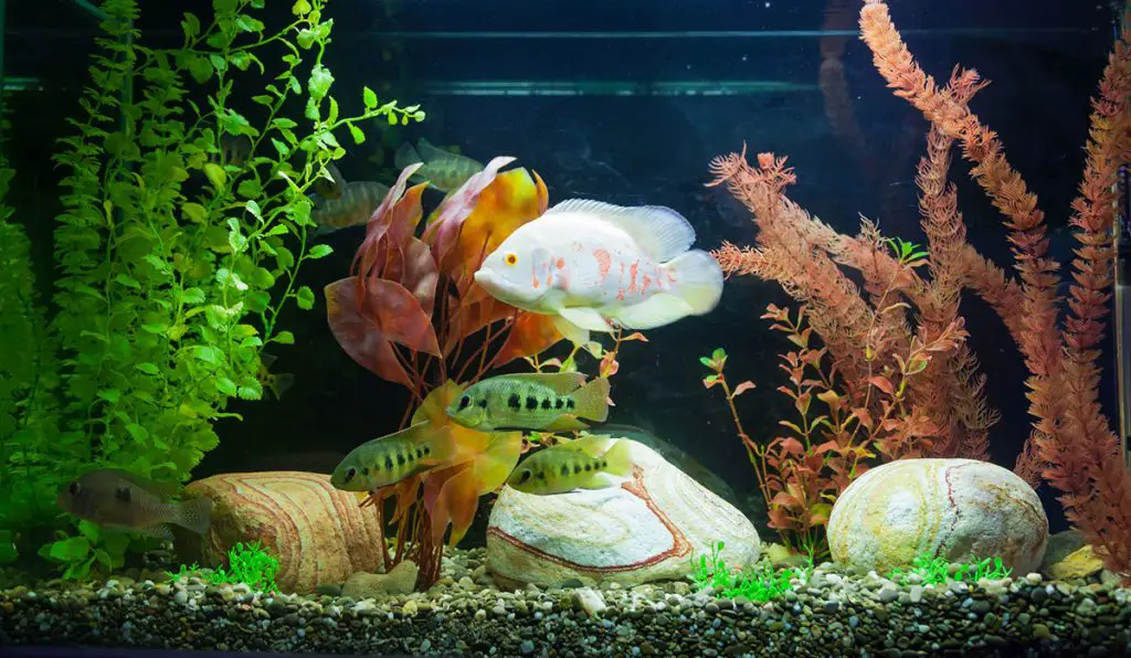 fish swimming in the best fish tank