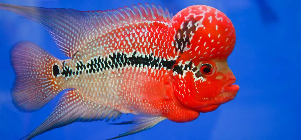 flowerhorn cichlid